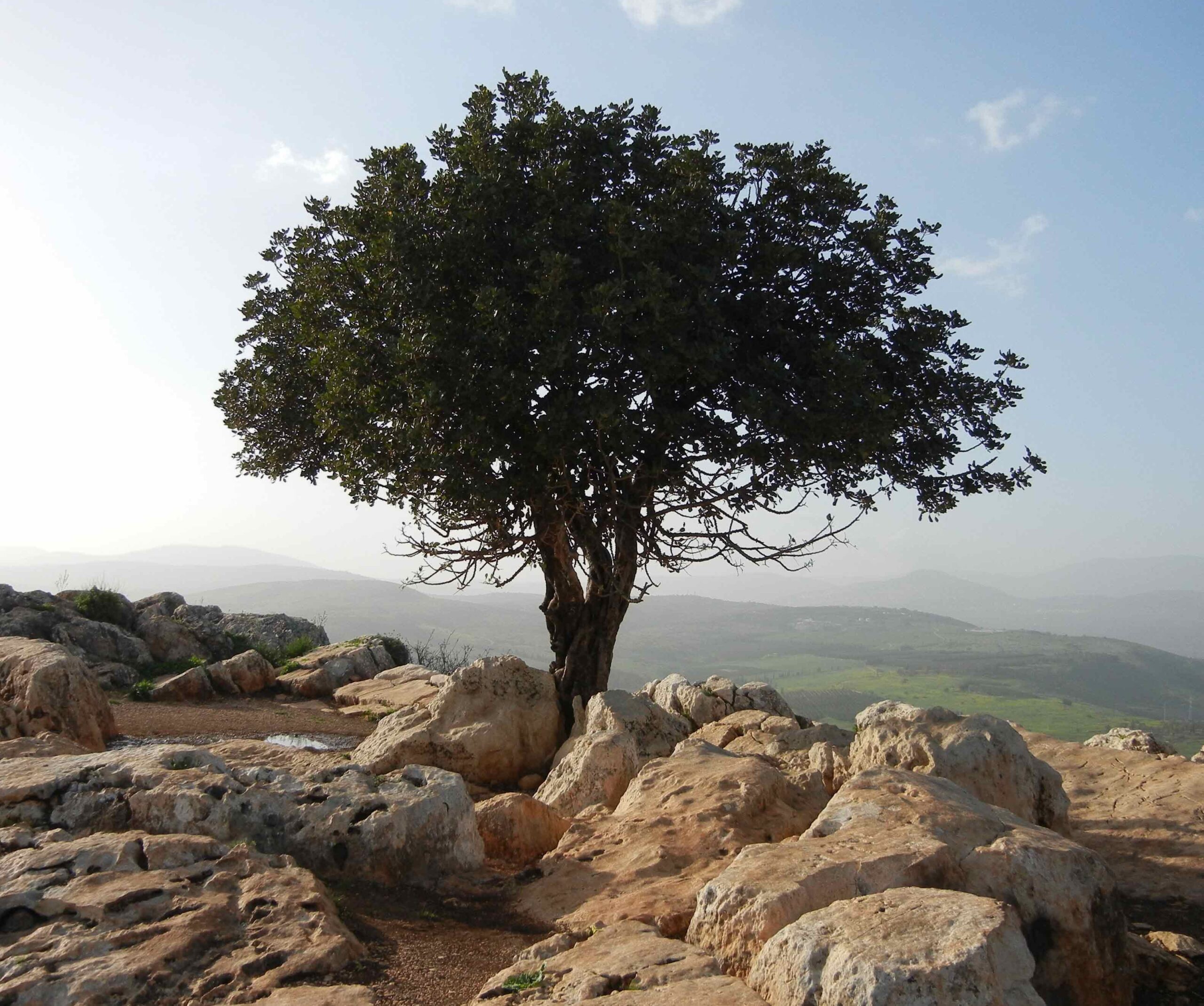 Israel tree on hill