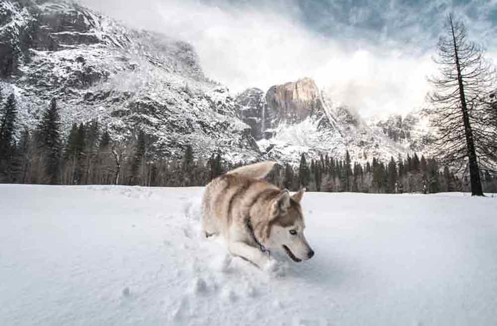 deep snow with wolf